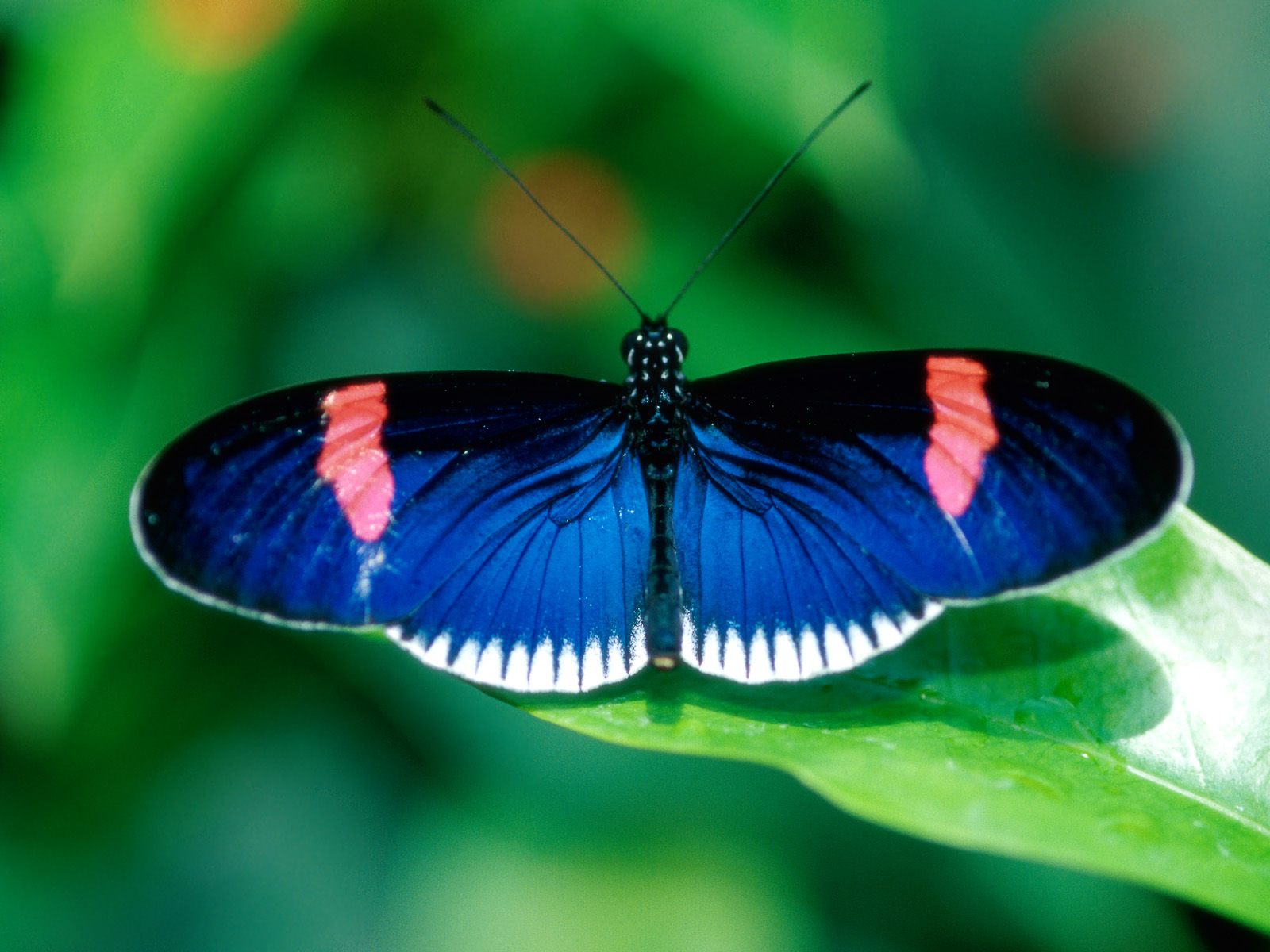 1712021-HELICONIUS_ERATO-embed_BtJNYQGq9UfK.jpg