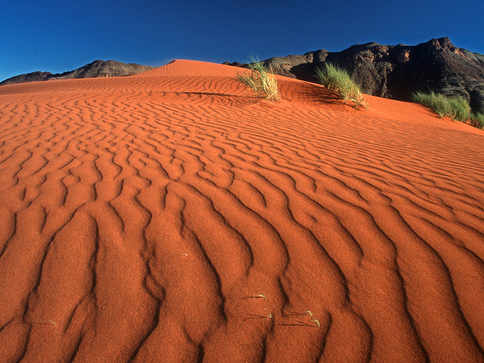 Crawling_on_the_Dune_Namib_Rand_Nature_Reserve_Namibia_Pav35ii06fjs.jpg