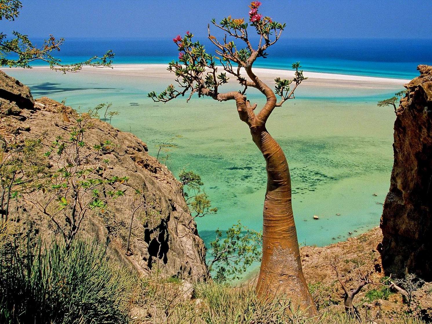 Bottle_Tree_Qalansia_Beach_and_Lagoon_Socotra_Island_Yemen_0pGKDVcRYawW.jpg