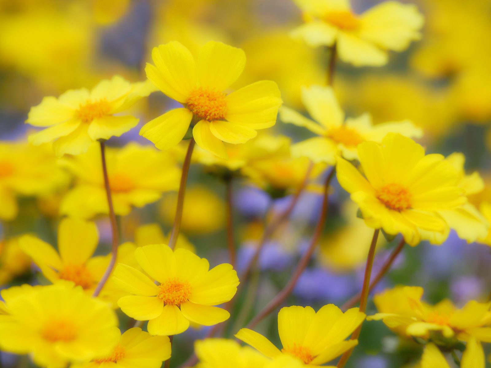 Desert_Flowers_Carrizo_Plain_National_Monument_California_SqrwmNhqW5TU.jpg