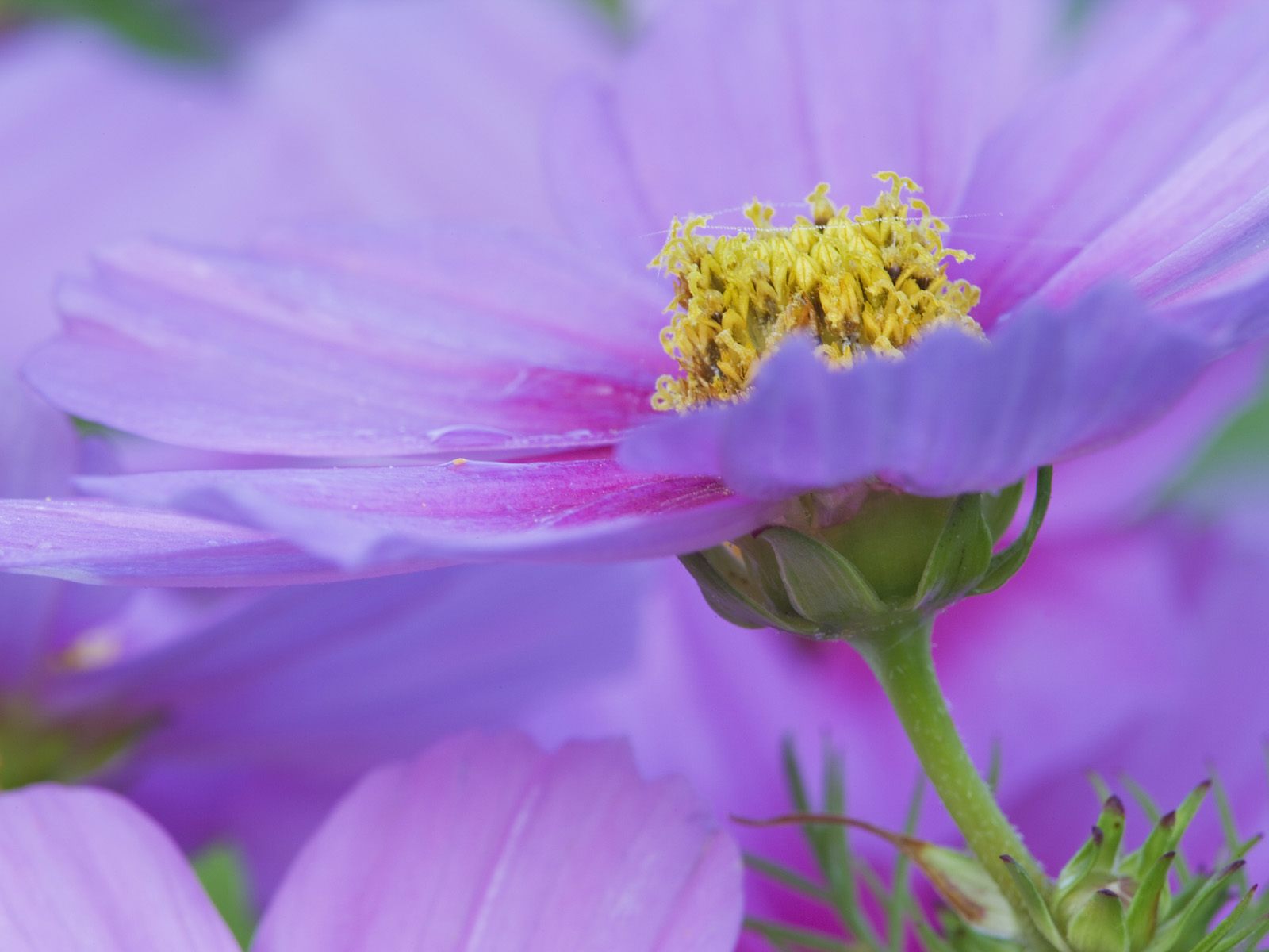 Close-up_of_a_Cosmos_Flower_Maine_GZSor7U4Dusq.jpg