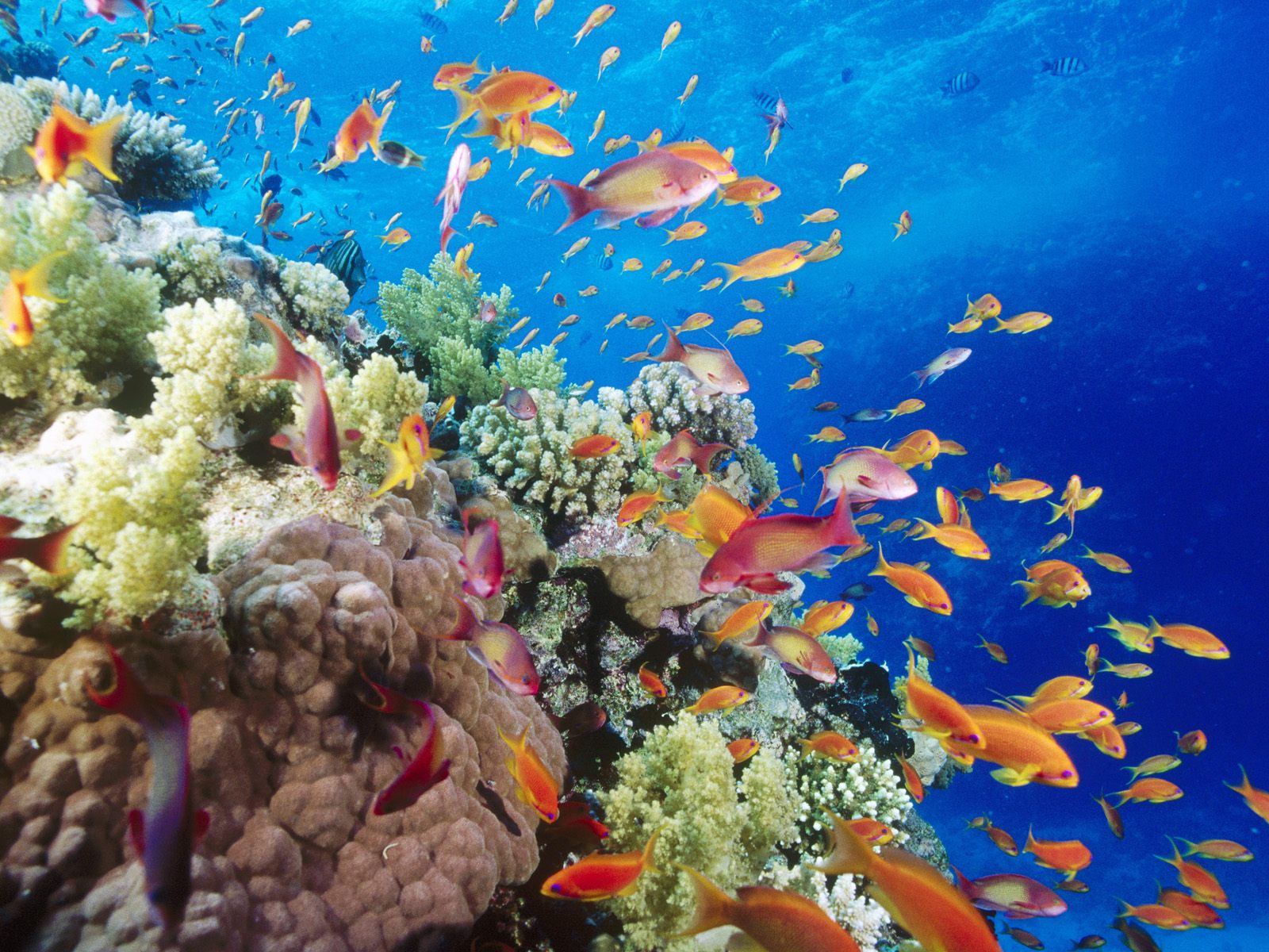 Coral_Reef_Southern_Red_Sea_Near_Safaga_Egypt_HRzspPMdLUpJ.jpg