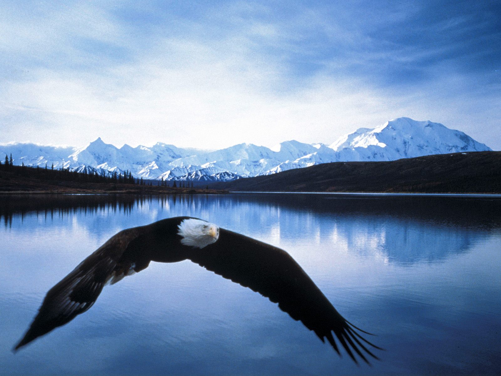 Bald_Eagle_in_Flight_Denali_National_Park_Alaska_25AbCVjGt90j.jpg