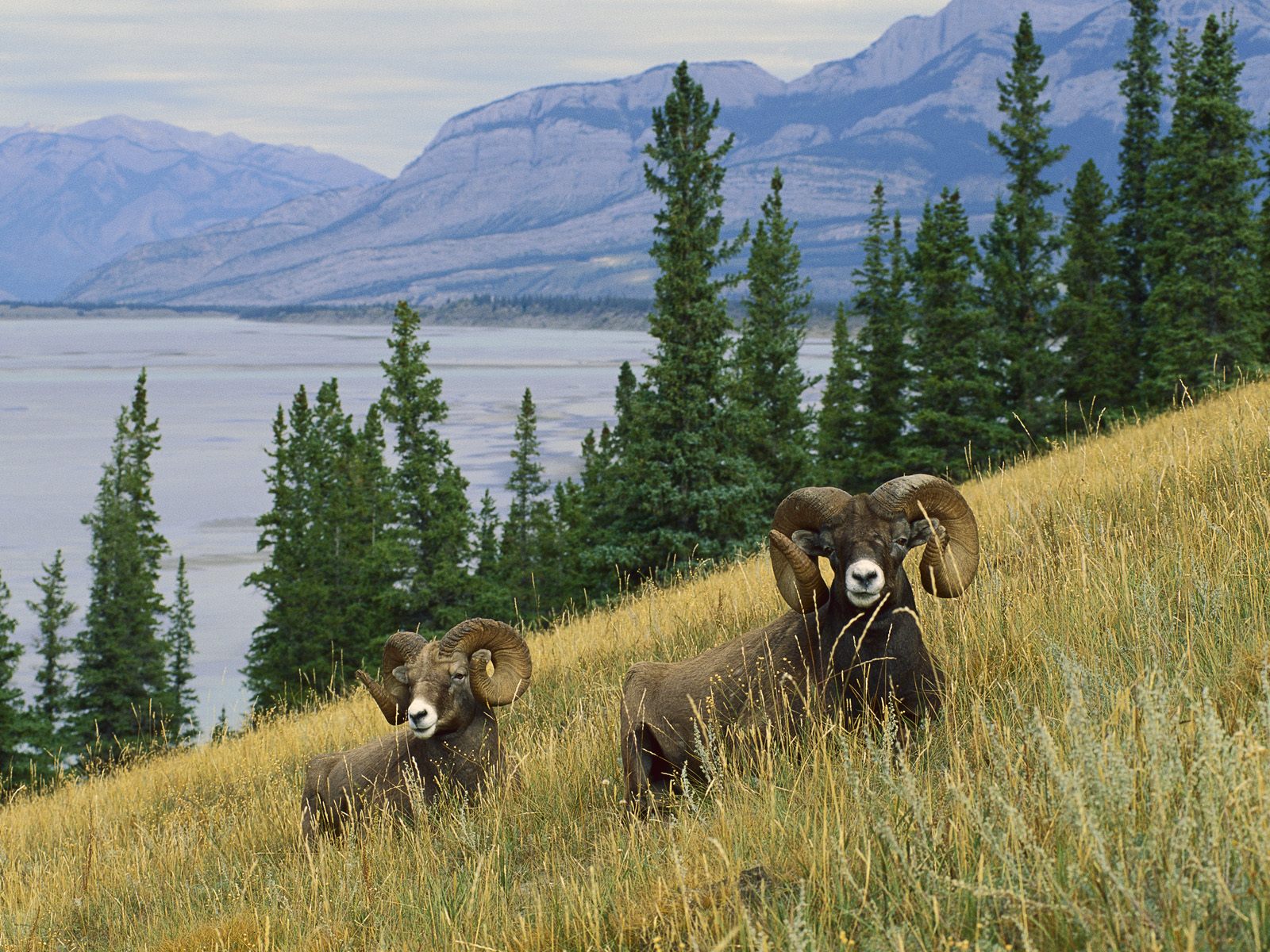 Bighorn_Sheep_North_America_6SNz7sbpok2v.jpg