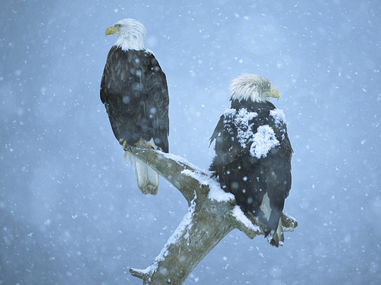 Bald_Eagles_in_Falling_Snow_Kenai_Peninsula_Alaska_2thh0ihmAx9i.jpg