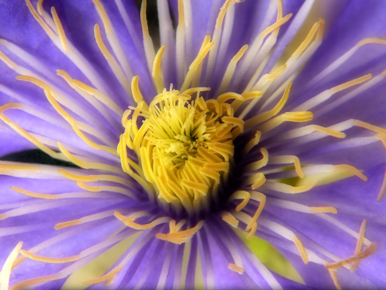 Clematis_Close-Up_hkJjkgmSJjyN.jpg