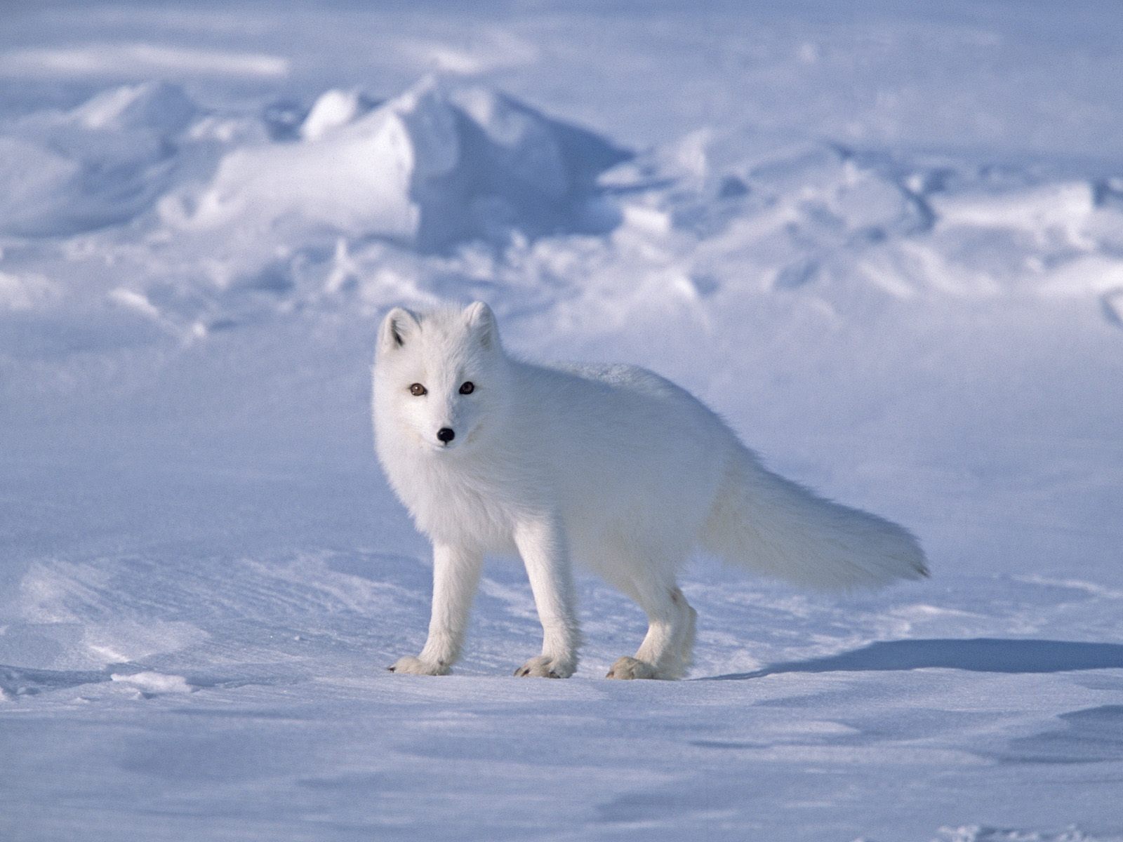 Arctic_Fox_on_Sea_Ice_North_Slope_Near_Arctic_Ocean_Alaska_BWR6W58d20BF.jpg