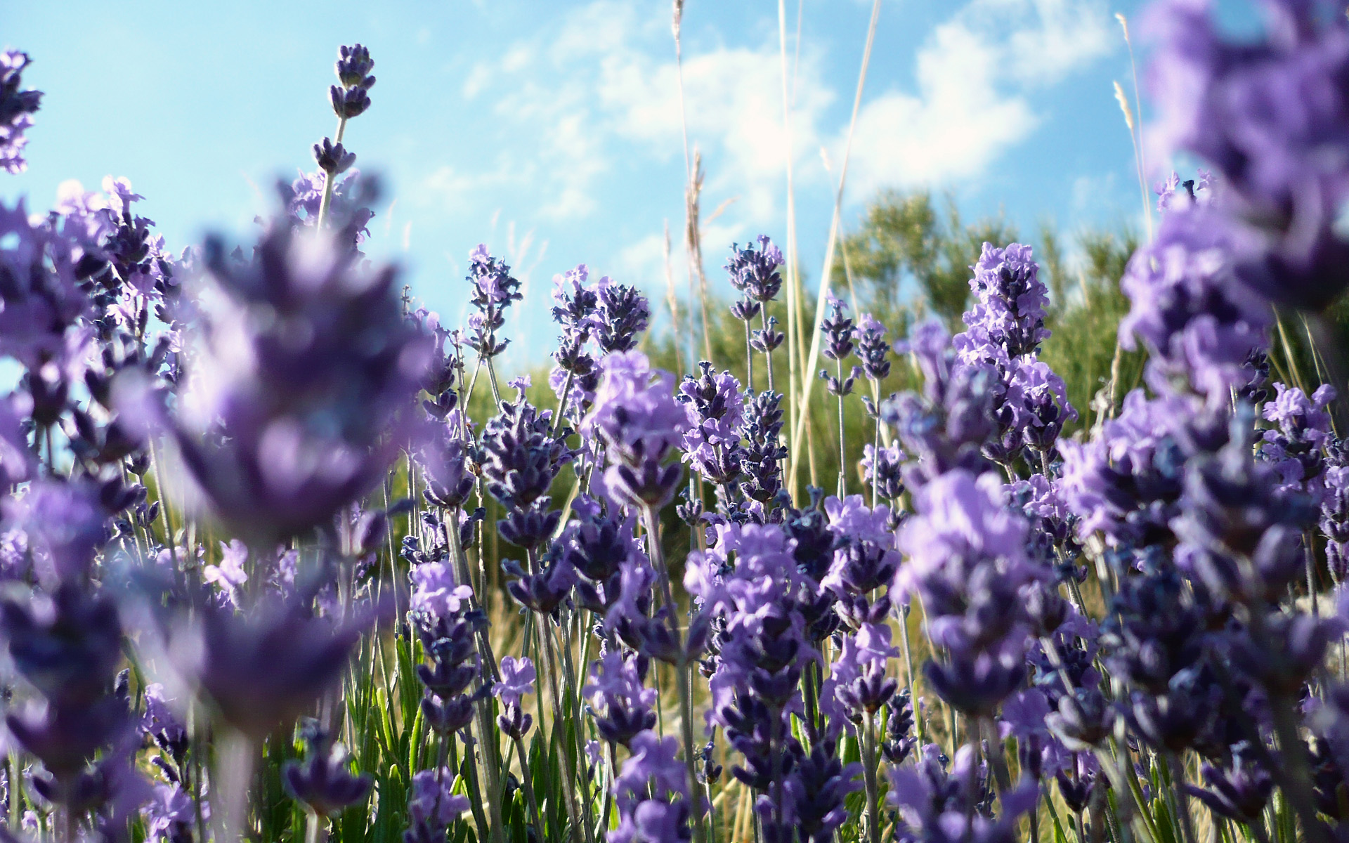 01348_lavander_1920x1200.jpg