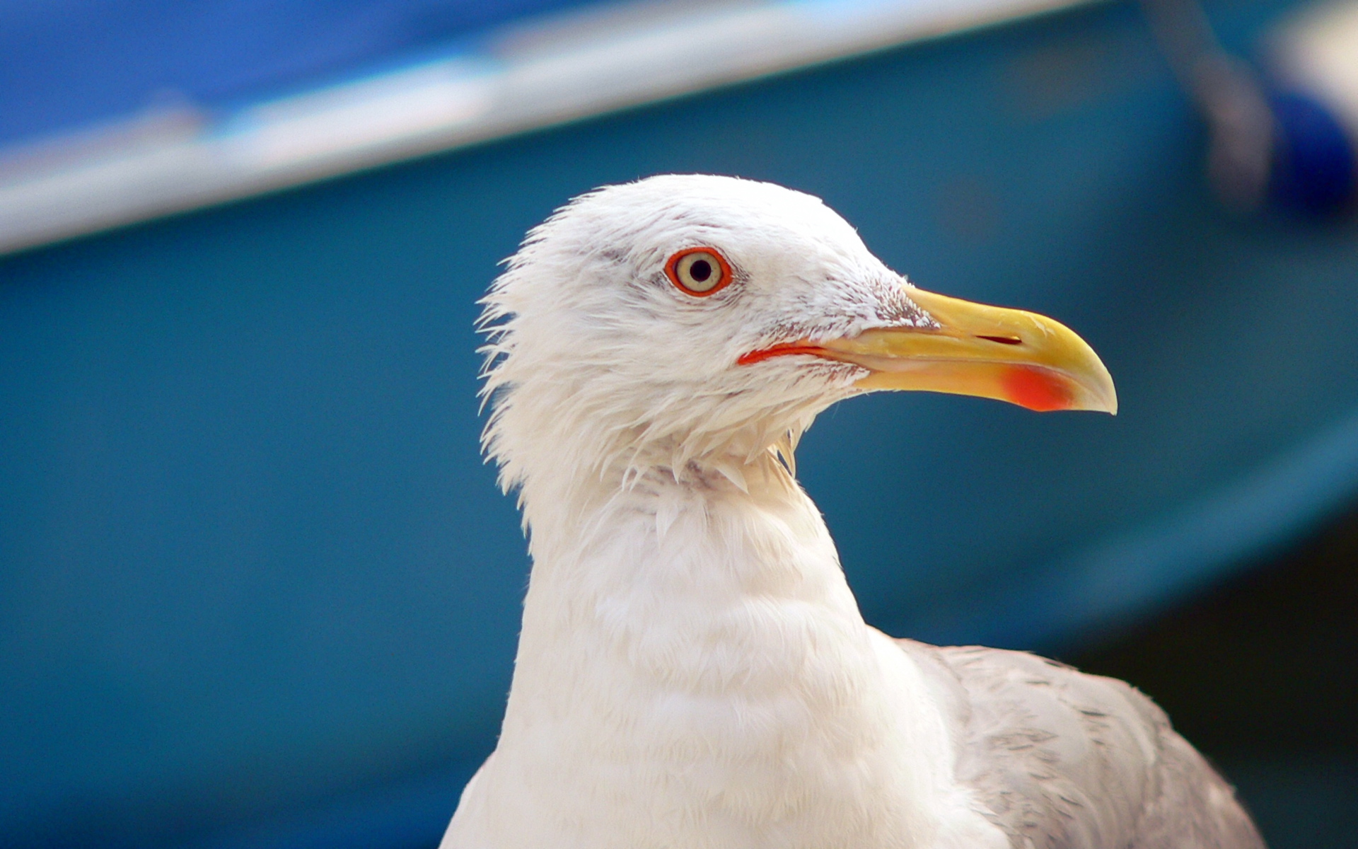 00901_seagullinvenice_1920x1200.jpg