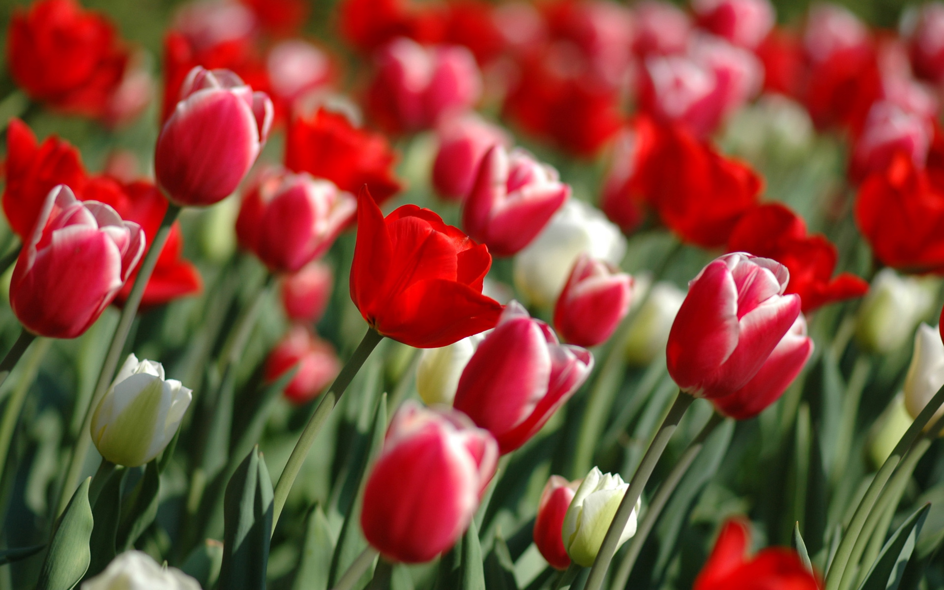 00787_tulipsinspring_1920x1200.jpg