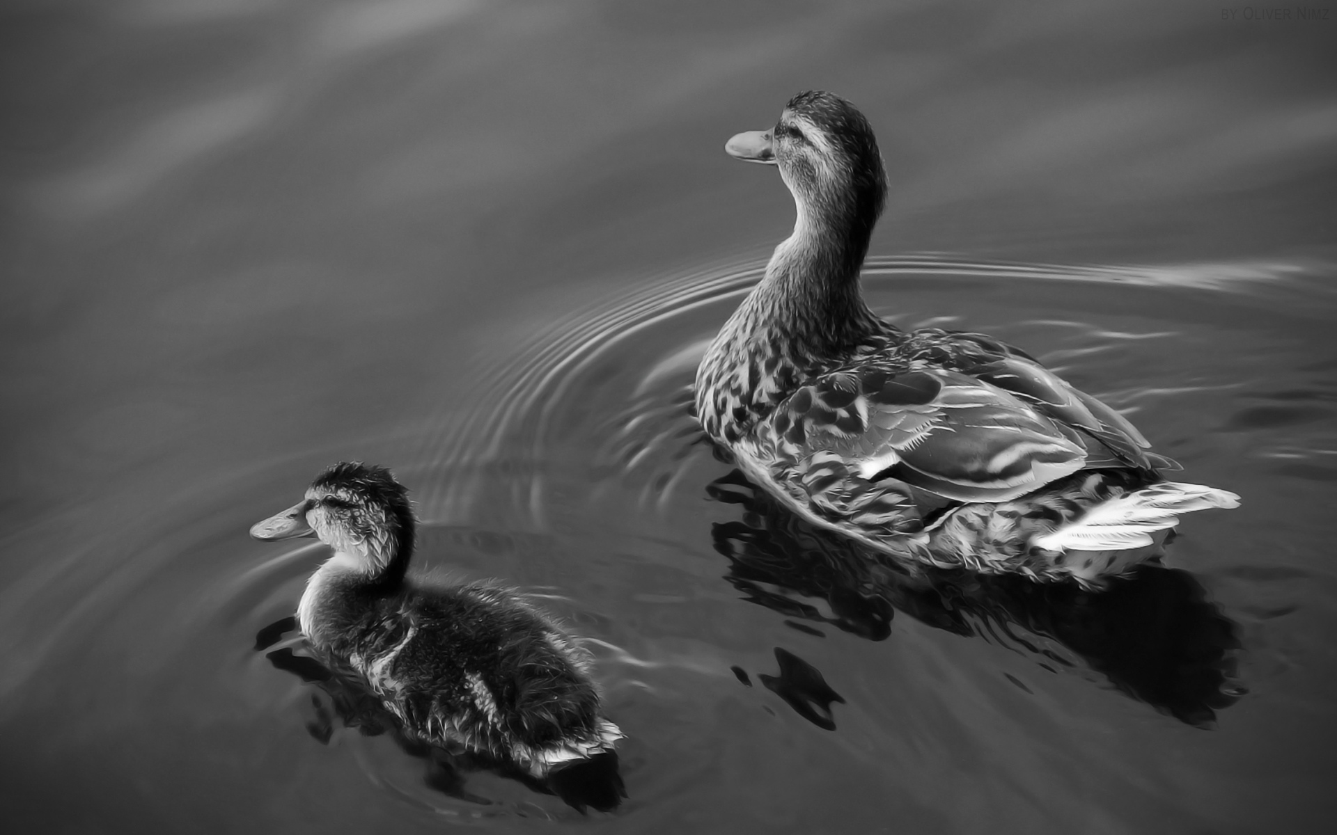 01008_duckandfledgling_1920x1200.jpg