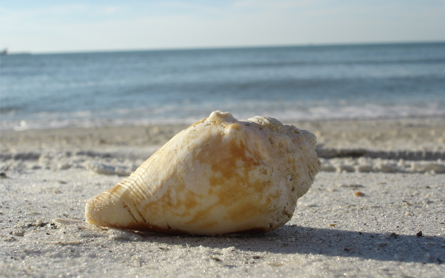 00598_aclearwaterbeachshell_1440x90.jpg