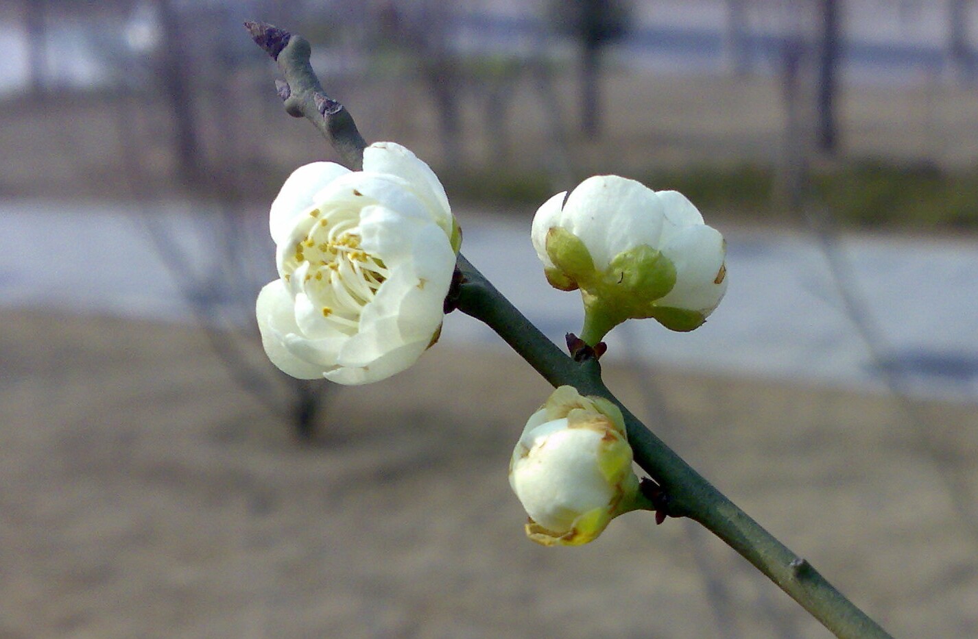 20100313869.jpg