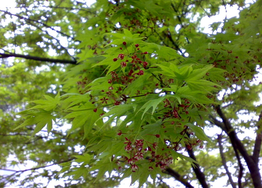 201004051049.JPG